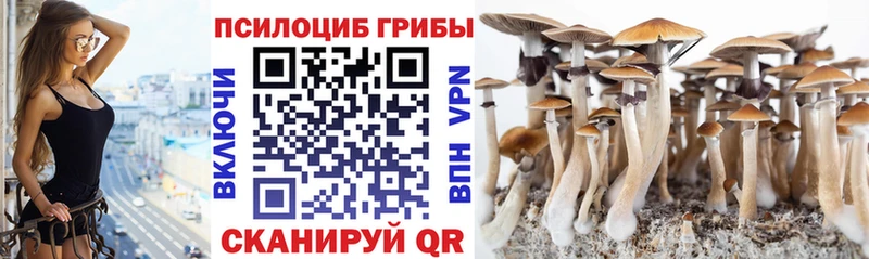 мега tor  Демидов  Галлюциногенные грибы Cubensis 